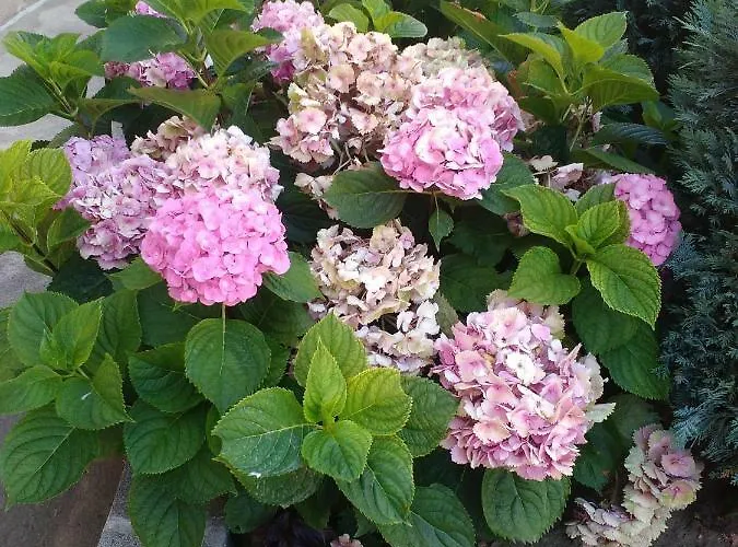 Anele,kiten 4* Kiten (Burgas)